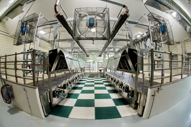 Dairy Parlor at the MSY Dairy Cattle Teaching and Research Center.